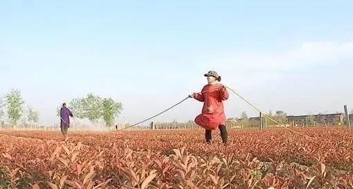 生物菌肥，有機(jī)肥，復(fù)合肥怎樣搭配使用效果好